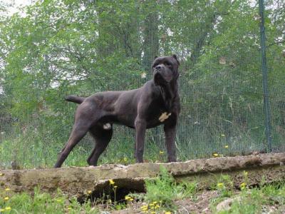 ENNIO