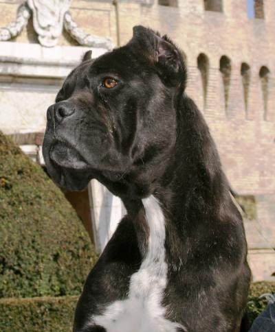 DOMIZIANA