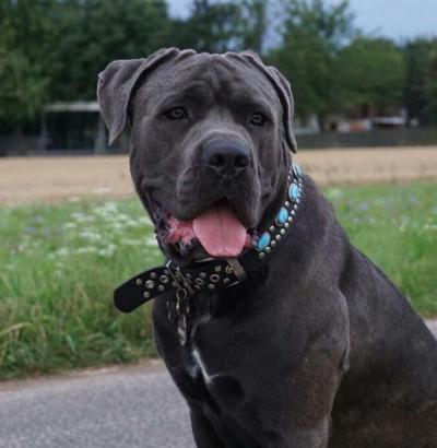 DEXTER DELLA VALLE DEL MONTE