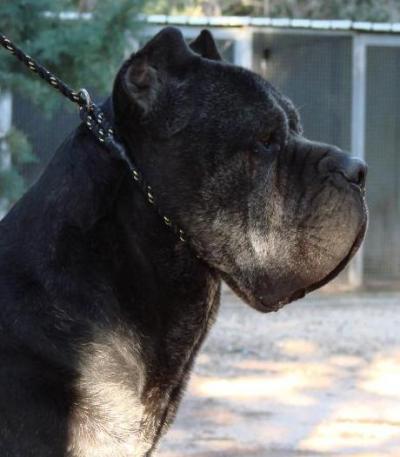 CASSIUS