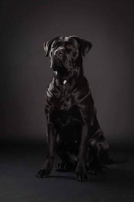 GIANTPAW'S GRYSCHA