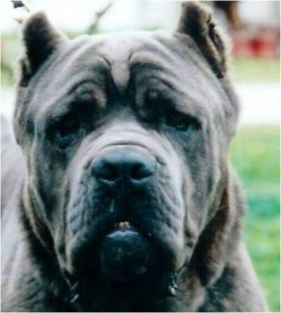 BRUCE DELL'ANTICO CERBERUS