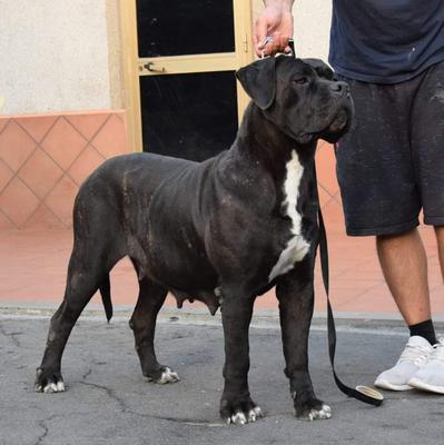 DIVINA DELL'ANTICA SIKANIA KENNEL