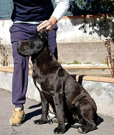DILETTA DELL'ANTICA SIKANIA KENNEL