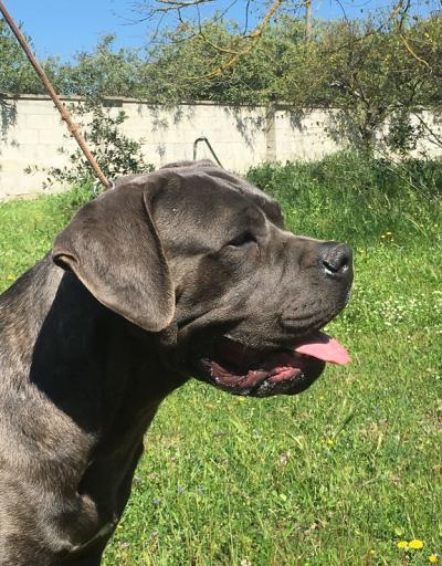 DUCA DELL'ANTICA SIKANIA KENNEL