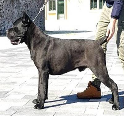DOMINIC DELL'ANTICA SIKANIA KENNEL
