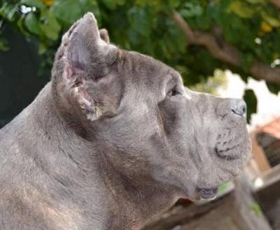 DON DELL'ANTICA SIKANIA KENNEL