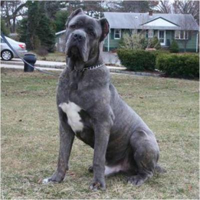 LEGACY'S TITUS