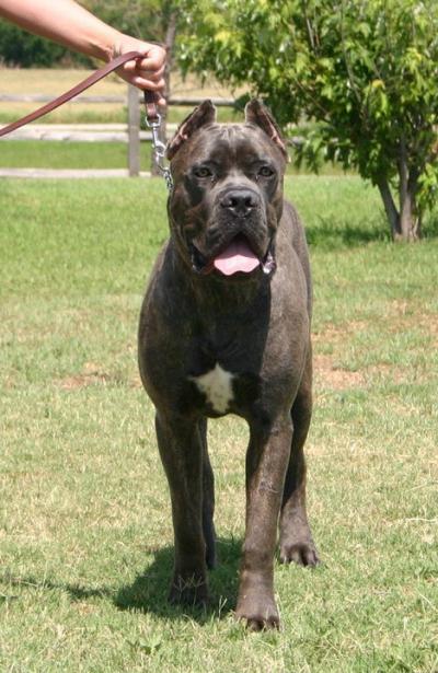 BLUSTEEL'S DIESEL