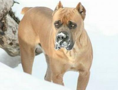VALOR DEL CANE CLUB