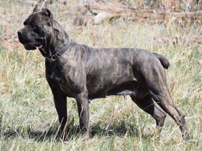 CASTLEGUARD RUGER