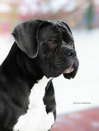 CANE CAVALCADO JOZEFINA JO TEAM