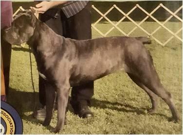PACIFICA'S CANE CORSOS GUCCI