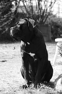 SIBILLA