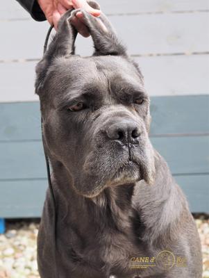 FURIA CANE D'ORO ITALIANO