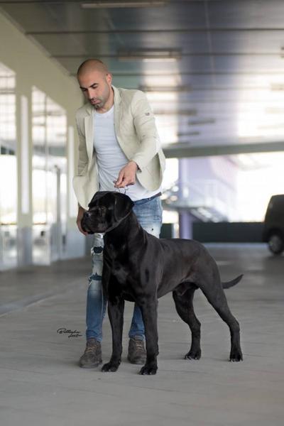 CANE CAVALCADO LEON