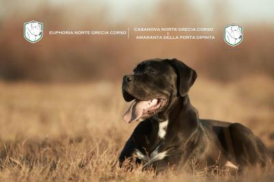 EUPHORIA NORTE GRECIA CORSO