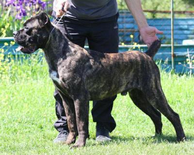 STANLEY PAT ERCOLE BODYGUARD LAND