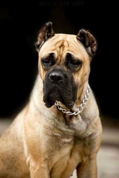 BODYGUARD LAND DASLA