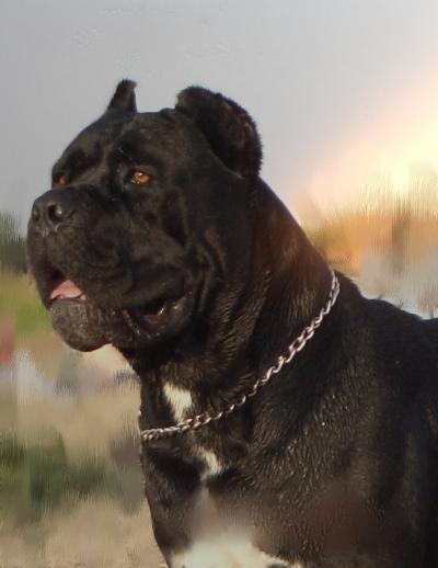 CESARE