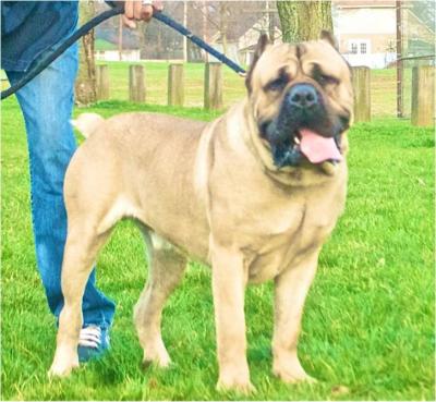 CELEBRITY'S DUKE II