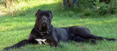 MAXIMUS TRIUMFANTE ROSSTRALL