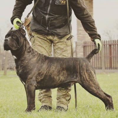 WOLF CORSO IMPERIUM