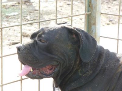CASSIOPEA
