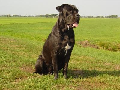 BREEZER