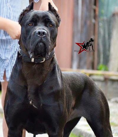 TARA POROLISSUM CANE CORSO