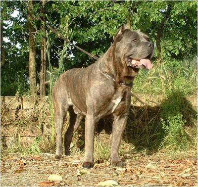 DELLA RURALIS GENS CLEANDRO