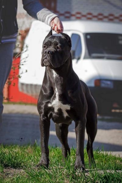 ANGELO GENEROSO DOLCE STELLA