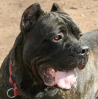 SLEEPING GIANT'S ERROL