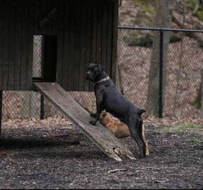 WINDY RIDGE'S MARVELOUS MAVIS