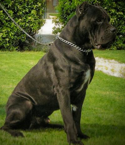 LOTHAR DELL'ANTICO CERBERUS