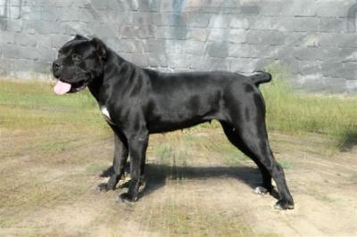 ATENA DELL'ANTICO CERBERUS