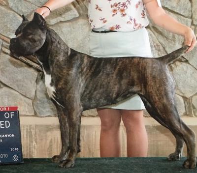 ODISSEIA'S RONJA RAUBERTOCHTER