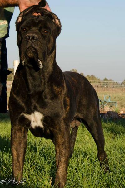 BAMBINO
