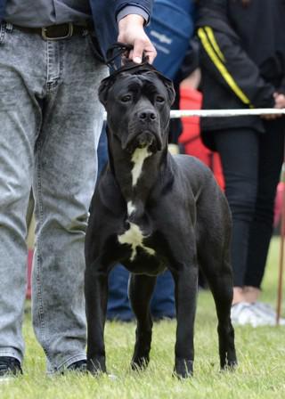 HAKIRA "HERCULES FORTE" CORSO DORO