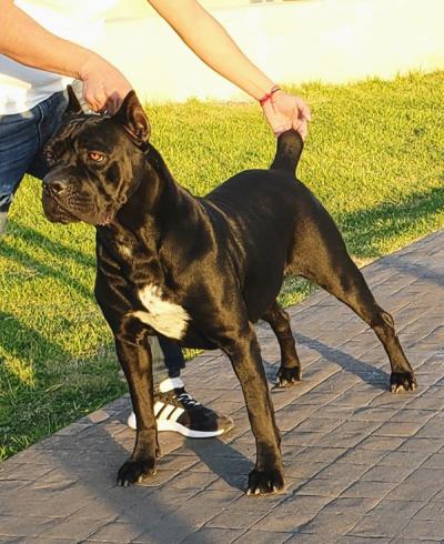 NEGRA (CAMACHO)