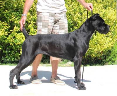 CORA DEL CORSOCLUB