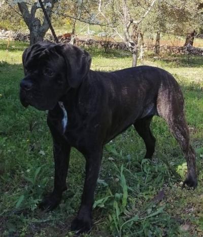 AROHA DEL TARAS TARENTUM