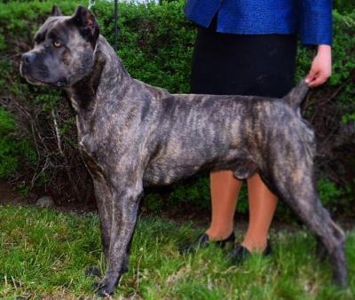 HEATWAVE'S SLOBBERIN' KROME