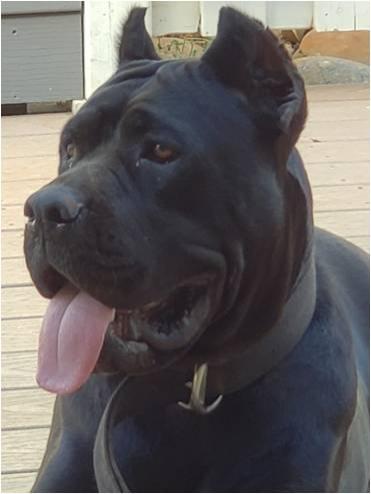 SUGARLOAF'S BLACK BARNI