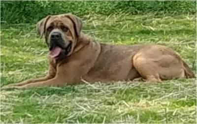 ALMY'S GRACIE