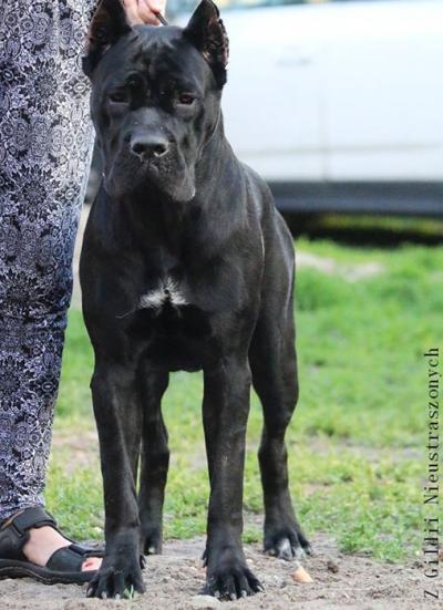 NATASHA Z GILDII NIEUSTRASZONYCH