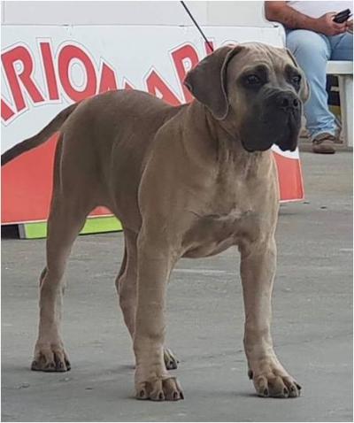 CRUSH DELL'INVICTUM PUGNAX
