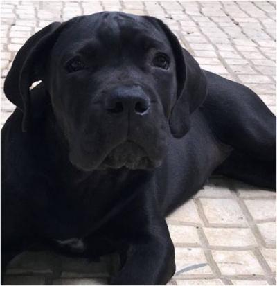 CADDY DELL'INVICTUM PUGNAX