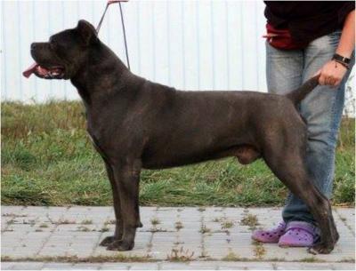 NOSTRE SPERANZE GREAT KING