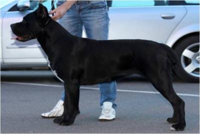 SELLI BLACK ZVEZDA SHEDAR